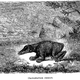 Illustration for article titled Strange 19th Century Drawings of Dinosaurs and Other Extinct Animals